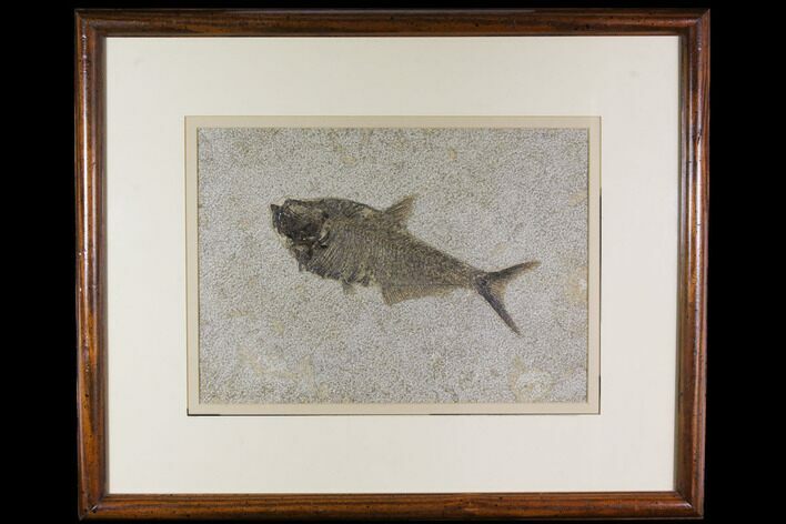 Framed Fossil Fish (Diplomystus) - Wyoming #149762
